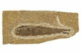 Oligocene Fossil Lanternfish (Eomyctophum) - Poland #320579-1